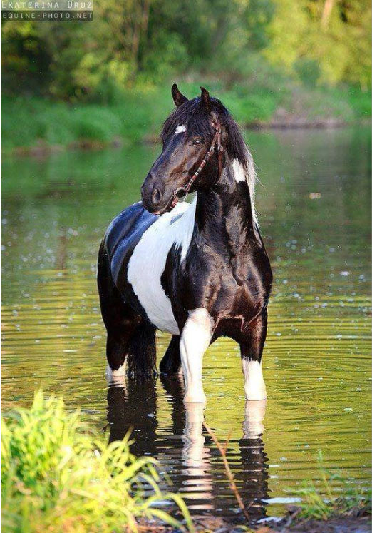 Ekaterina Druz - Equine Photography